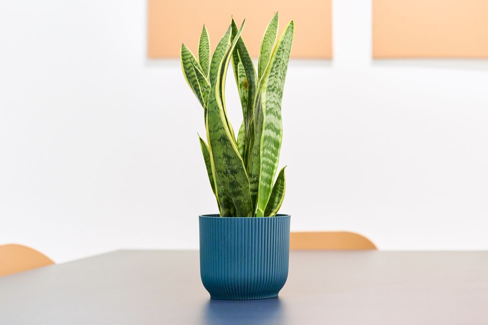 a vibrant green potted plant blooms inside, bringing a burst of life to the room.