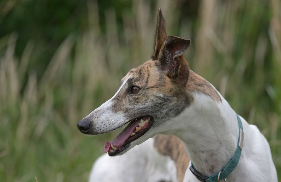 vibrant horizontal portrait of a pet white and brindle greyhound looking away blurred background