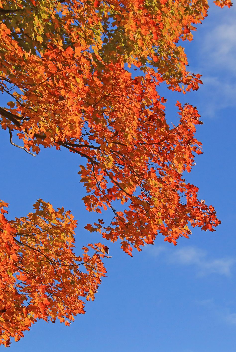 vibrant multicolored autumn leaves against blue sky