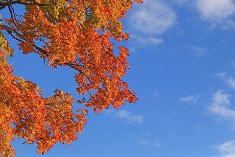 vibrant multicolored autumn leaves against blue sky