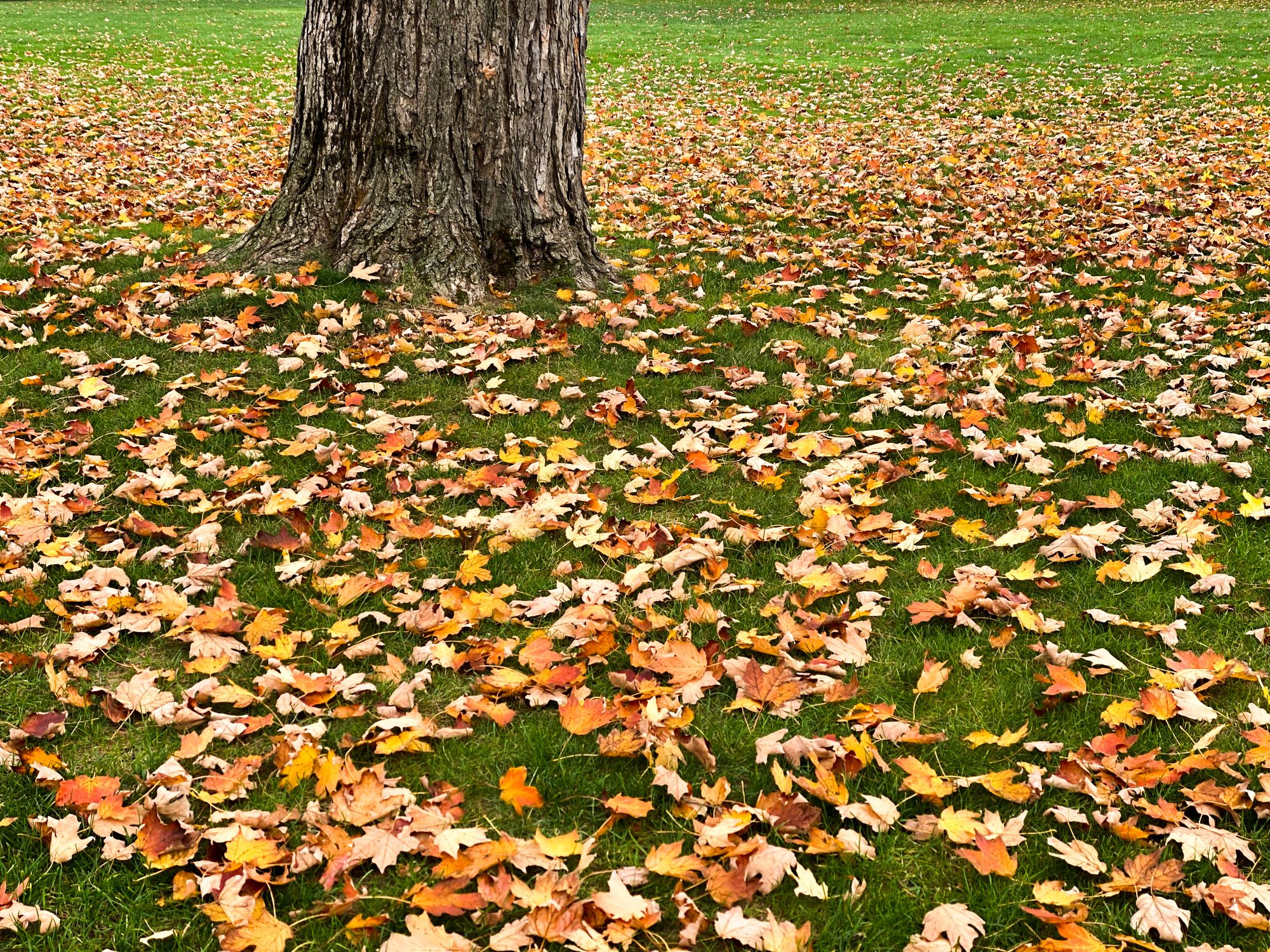 The 9 Best Leaf Bags of 2023 - Best Lawn Bags