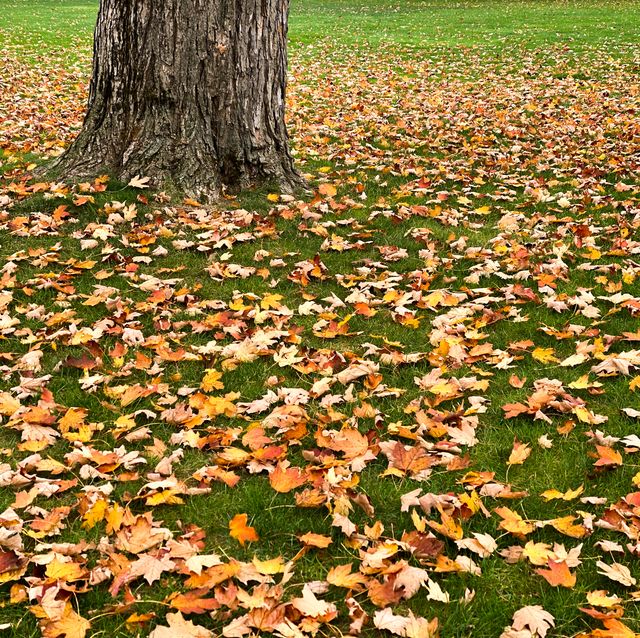https://hips.hearstapps.com/hmg-prod/images/vibrant-multicolored-leaves-on-grass-in-autumn-royalty-free-image-1686162289.jpg?crop=0.752xw:1.00xh;0.0529xw,0&resize=640:*