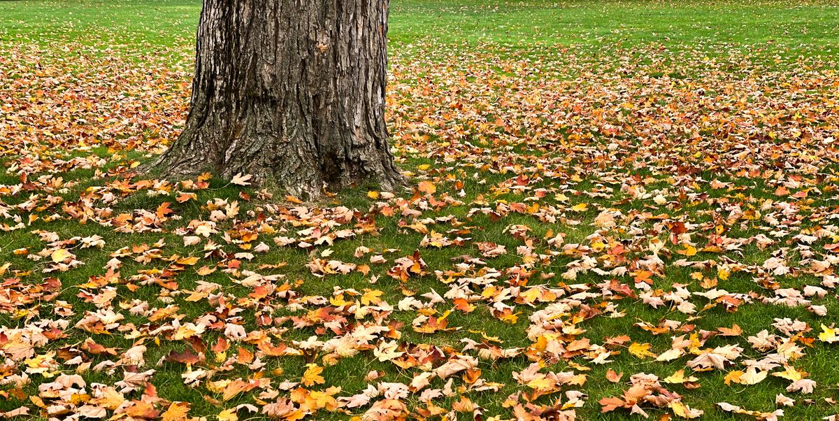 https://hips.hearstapps.com/hmg-prod/images/vibrant-multicolored-leaves-on-grass-in-autumn-royalty-free-image-1686162289.jpg?crop=1.00xw:0.669xh;0,0&resize=1200:*