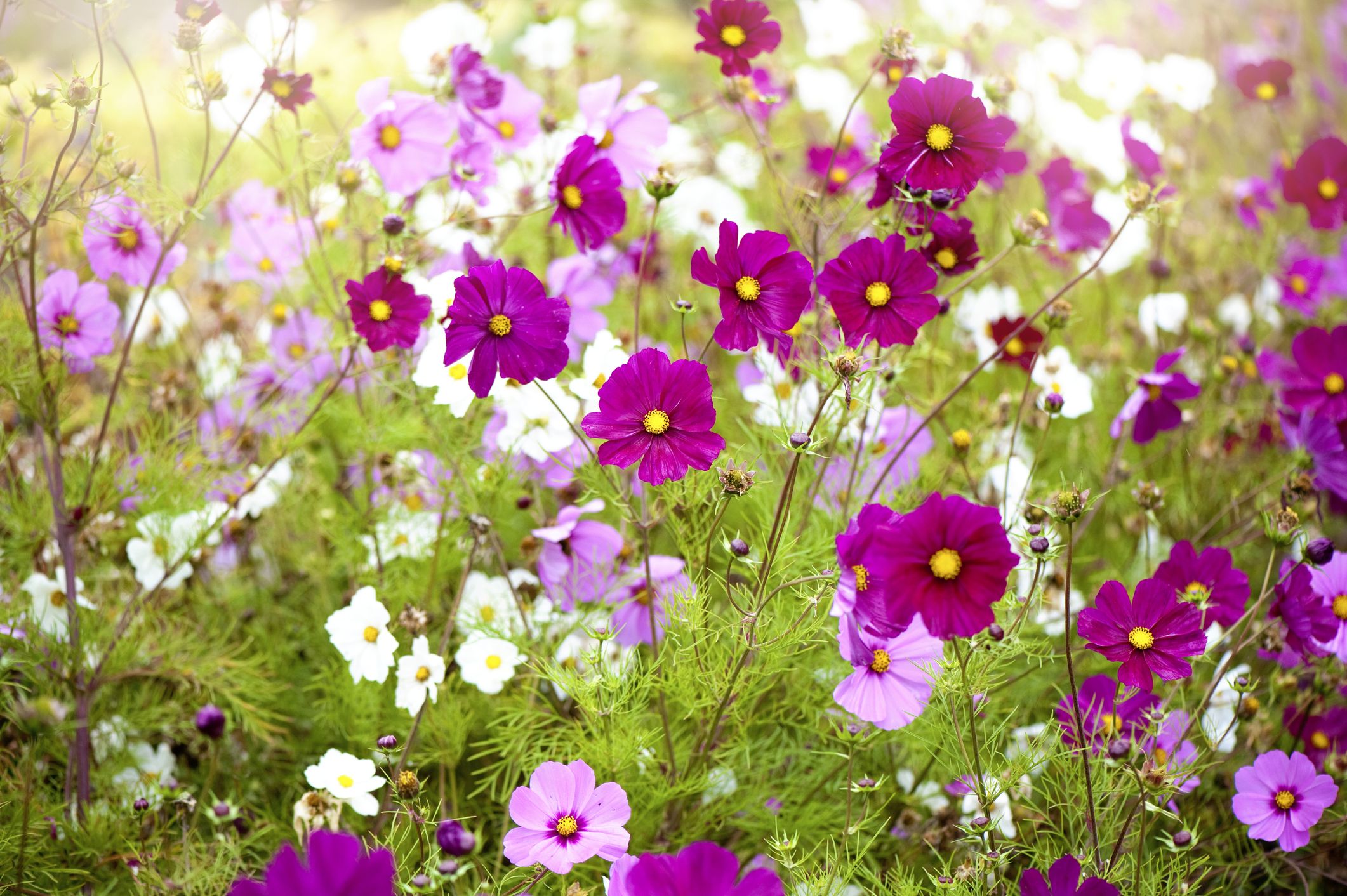 36 Most Beautiful Flowers with Names and Pictures - Best Types of Flowers  for Your Garden