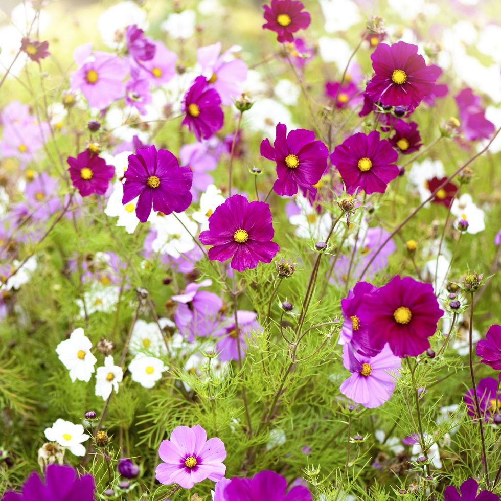 vibrant pink and white summer flowering cosmos flowers in soft summer sunshine