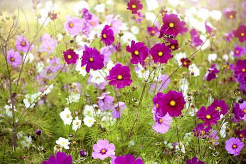 vibrant pink and white summer flowering cosmos flowers in soft summer sunshine