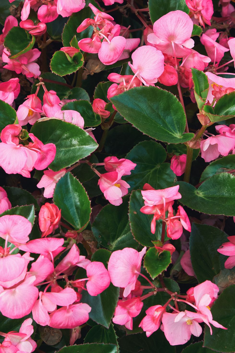 vibrant pink begonia flowers blooming in a lush garden setting on a sunny day. natural summer, spring background