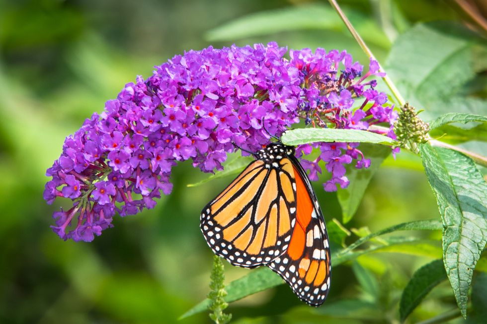 Vibrant purple buddleia flower with monarch butterfly