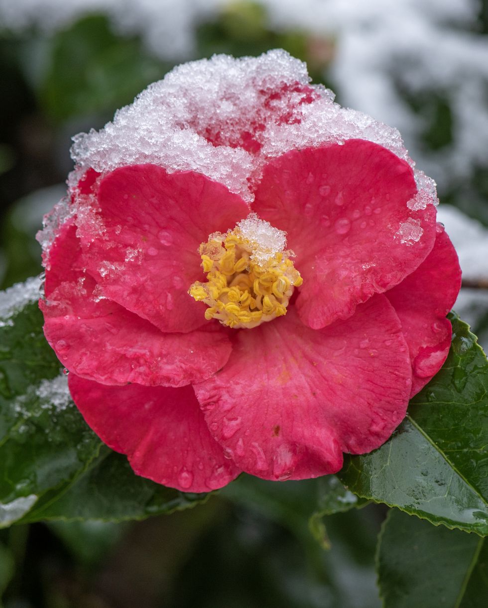 a vibrant red, camellia spring flower with a dusting of snow on the petals