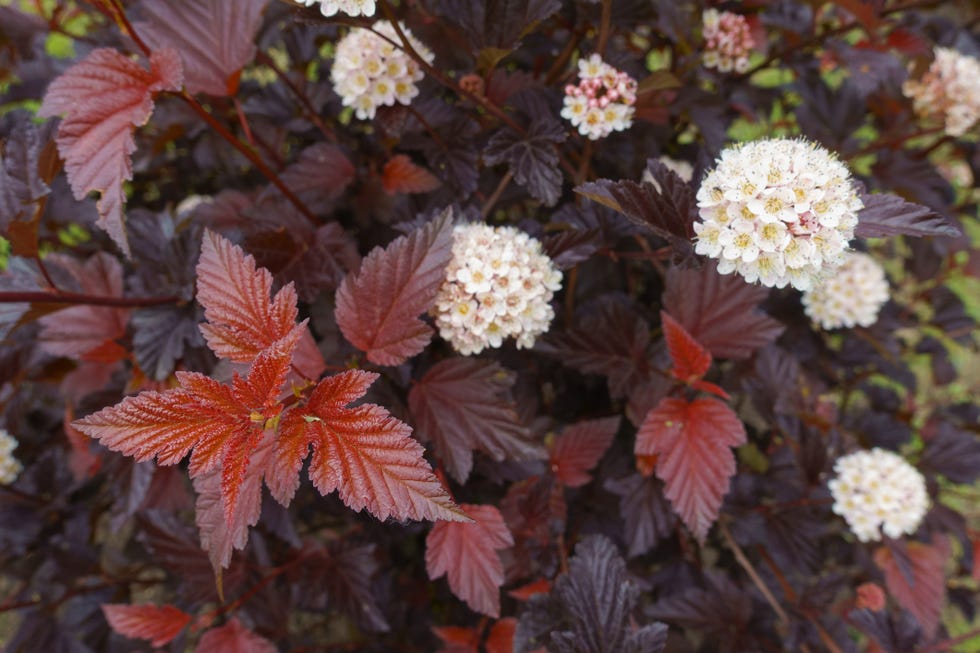 Drought-resistant shrub Ninebark