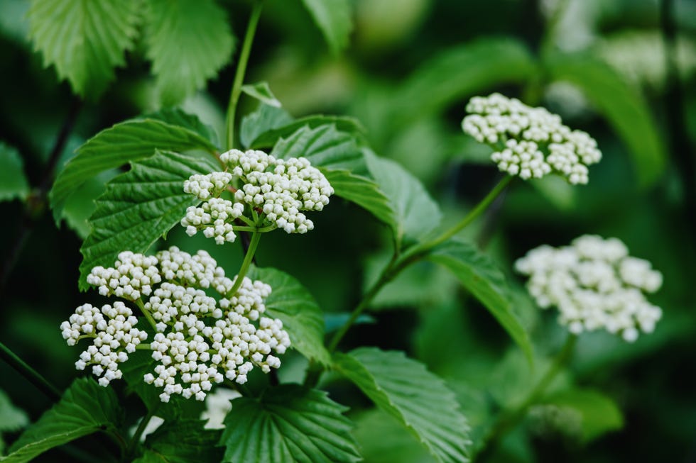 Drought-tolerant shrubs, arrowwood, viburnum