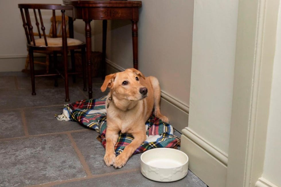 a dog sitting on a blanket