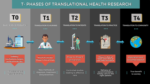 the phases of translational health research, shown in a graphic animal testing is a part of the first phase