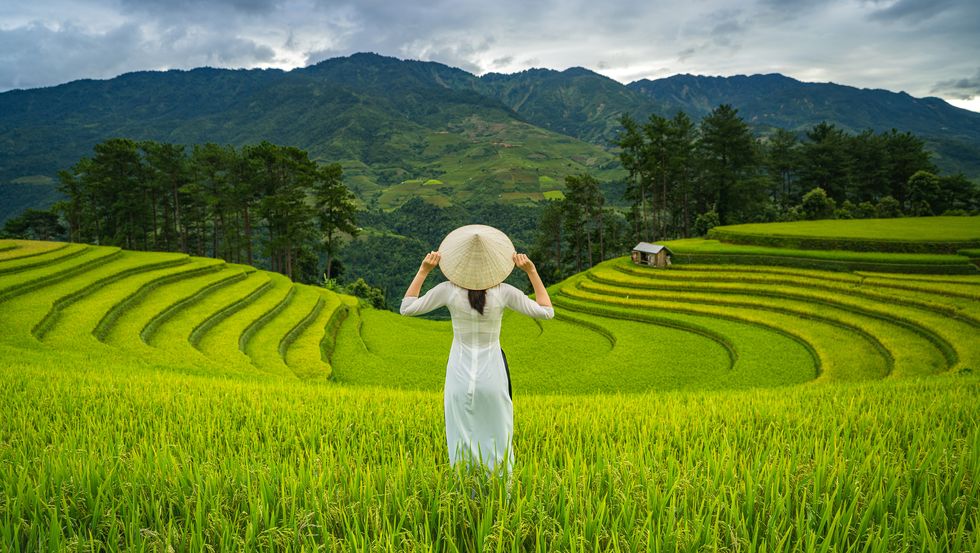 rice fields northern vietnam