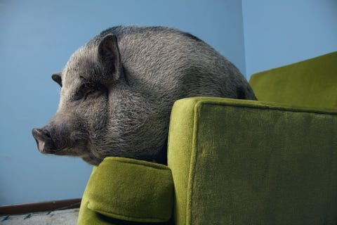 Hangbuikzwijnen zijn net als alle varkens heel sociaal Uit onderzoek blijkt dat ze misleiding gebruiken om andere varkens uit de buurt van hun eten te houden