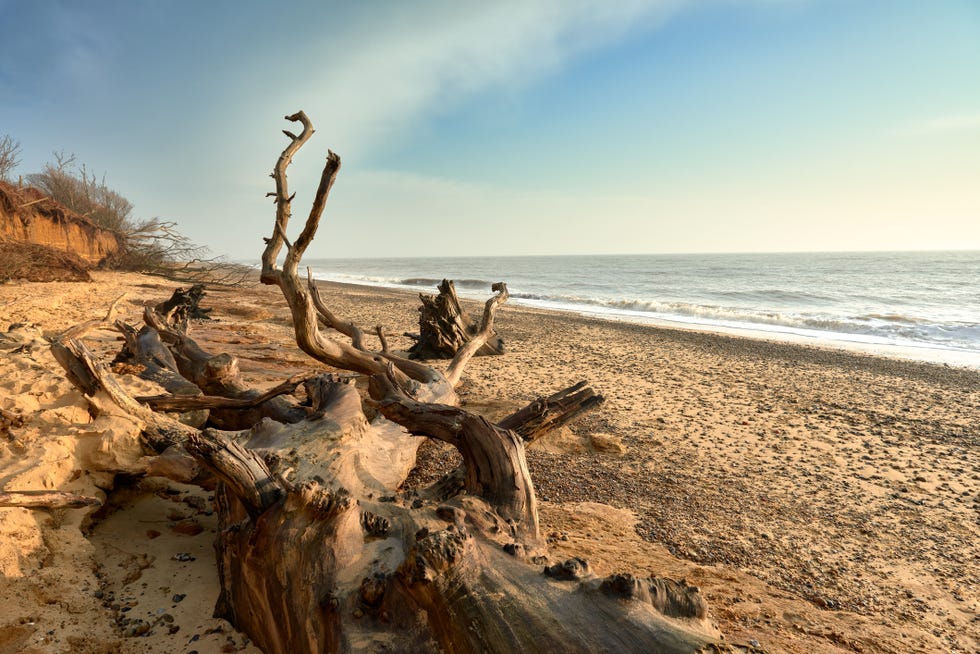 dog friendly beaches