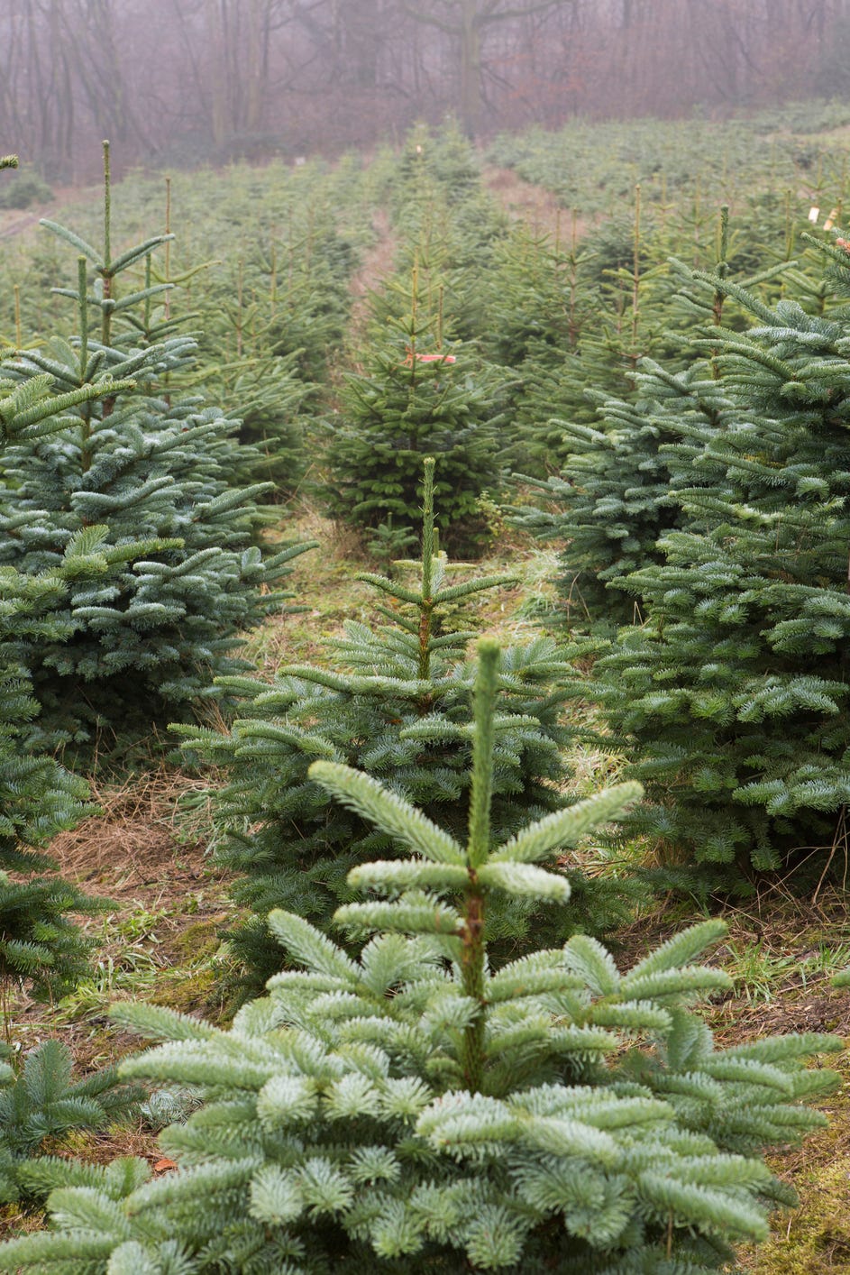 Lover’s Lane Tree Farm Christmas tree farm