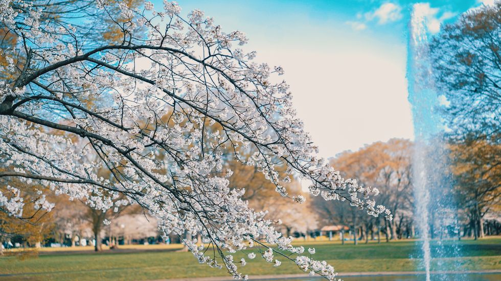 View Of Cherry Blossom Tree In Park