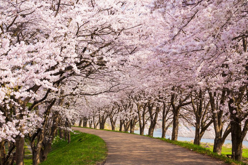 view of cherry blossom trees