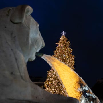 view of christmas tree in piazza del popolo on the occasion