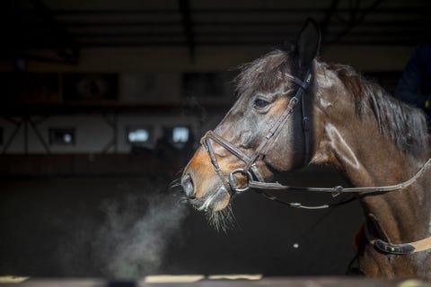 horse farm 'eskadron' serves in odesa amid russia ukraine war