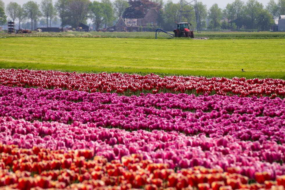 Tulip fields Netherlands