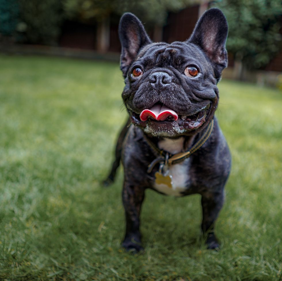 view of french bulldog standing on grass most popular dog breeds