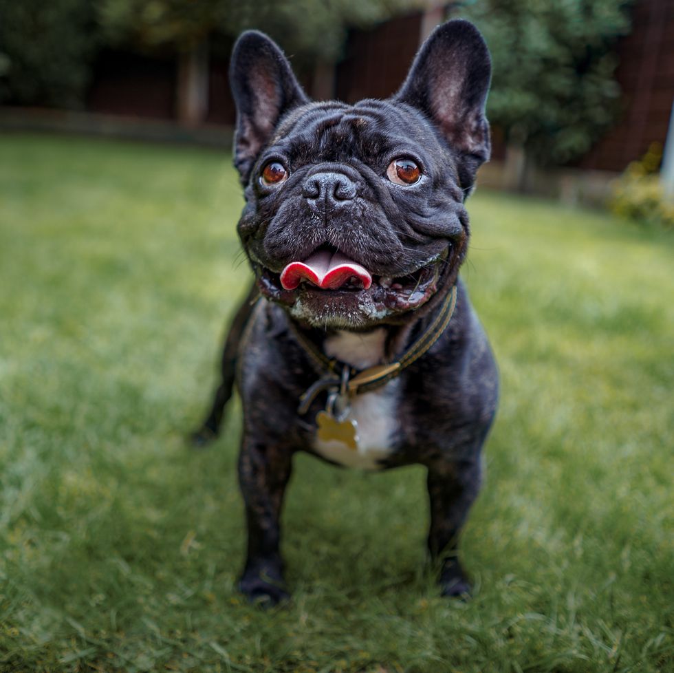 view of french bulldog standing on grass most popular dog breeds