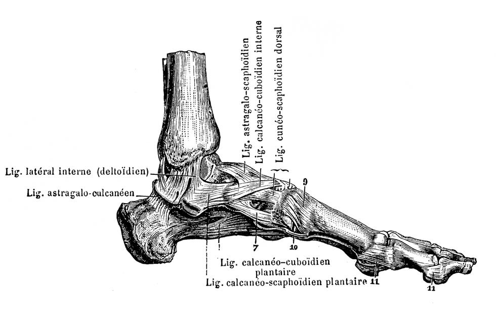ligamentos de la parte interna del pie