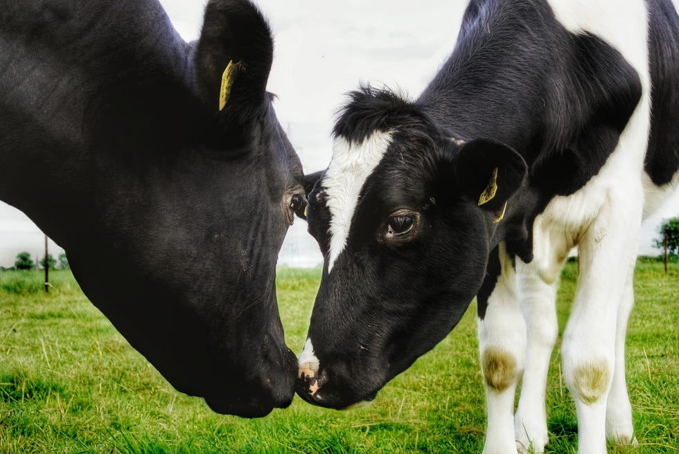 view of two domestic cows nuzzling in field
2021, 2021牛年, 2021牛年運勢, happy牛year, ptt, 拿紅包, 新年快樂, 新年祝賀詞, 牛年, 牛年吉祥話, 牛的吉祥話, 牛的諧音梗, 諧音梗, 過年