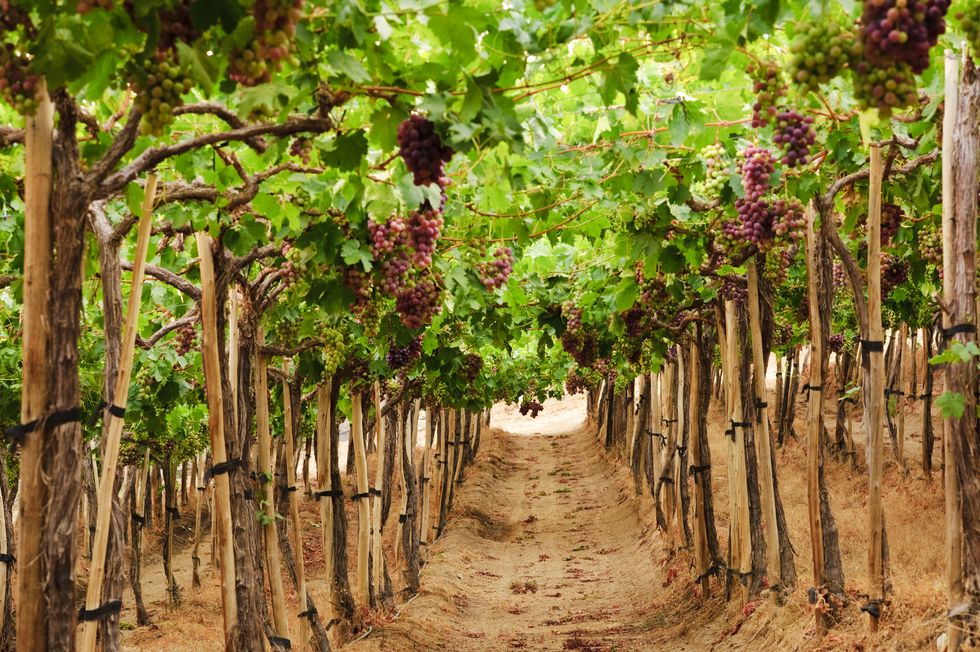 view of vineyard