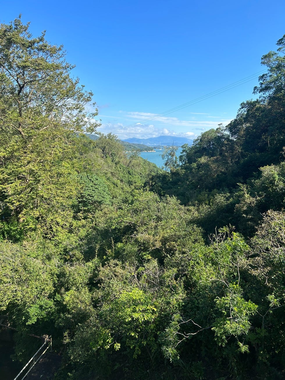 a view of a forest