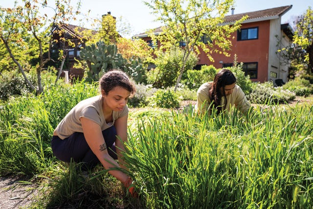 cheyla selena, left, and brenden tull, residents of the sunwise co op house, pull weeds in their yard at village homes in davis