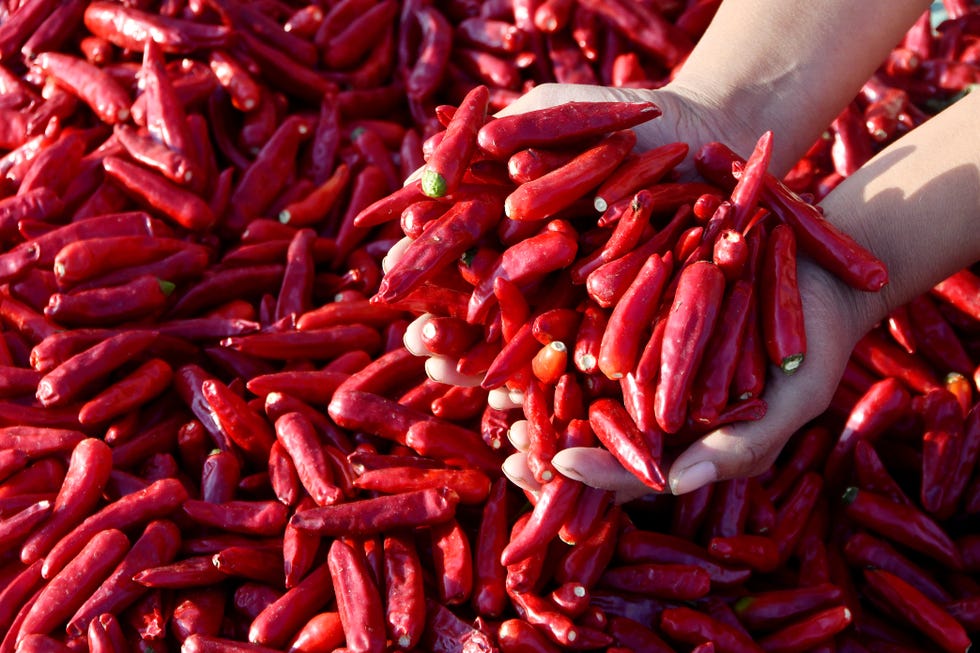 chilli harvest in handan