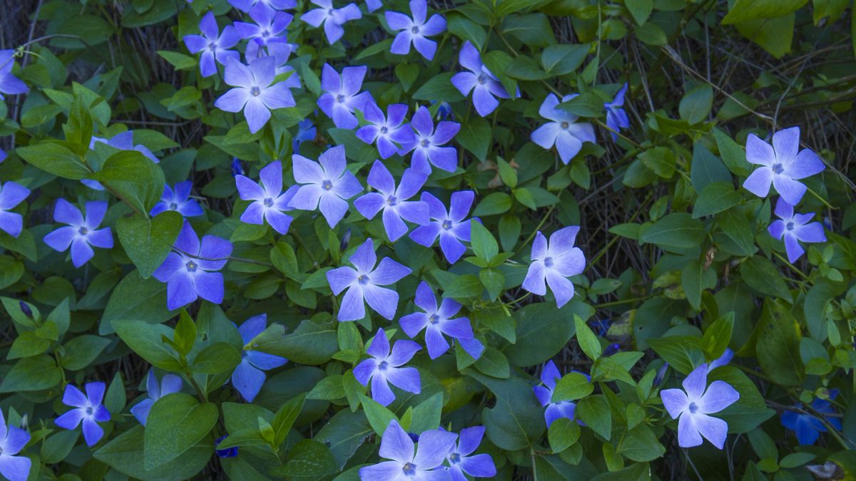 Top 10 hardy plants for late summer