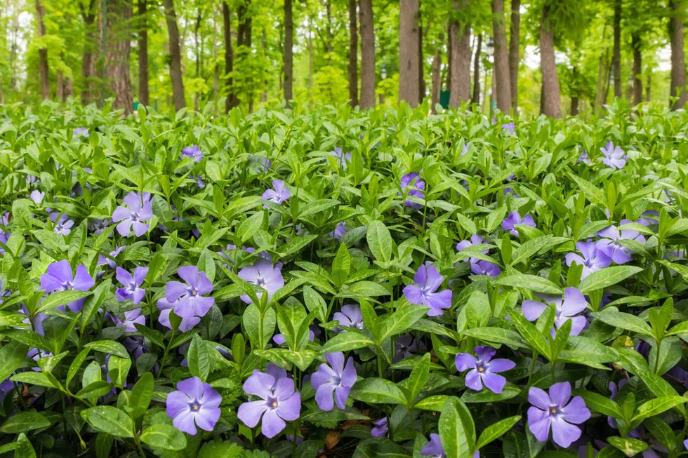 Best shade perennial vinca