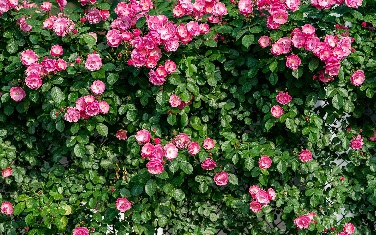 living fence vines