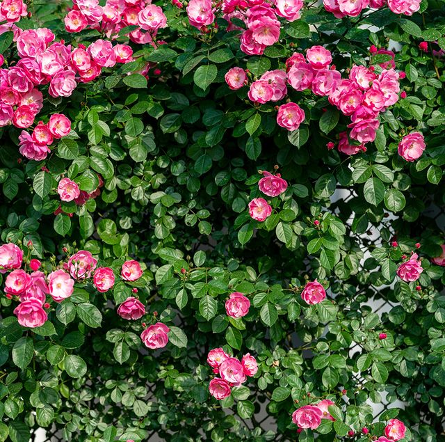 20 Best Flowering Vines Wall