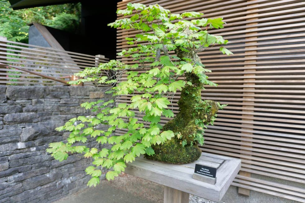 13 Types Of Bonsai Trees That Every Gardener Can Keep Alive