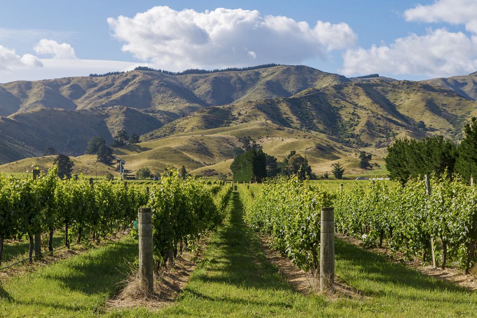 vineways in the malborough district region of new zealand