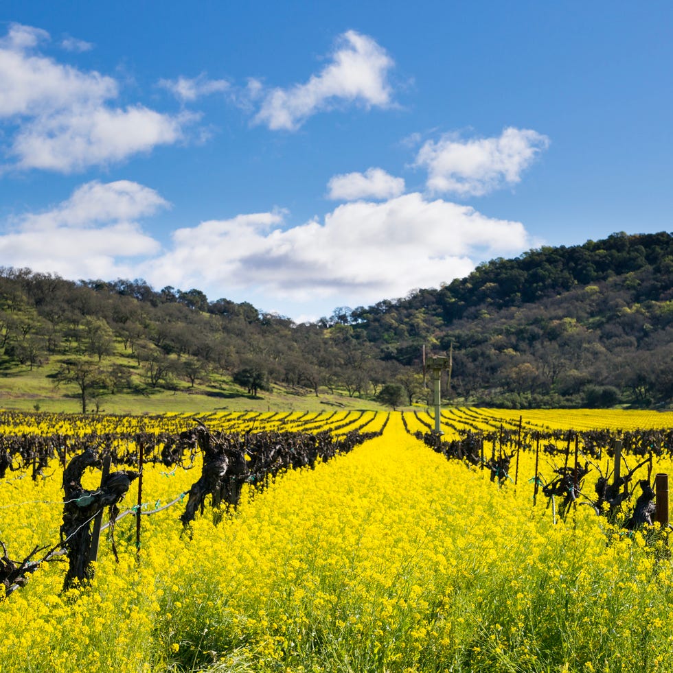 Vineyard and mustard vineyard and mustard