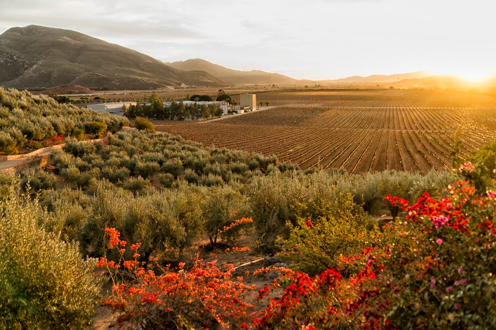 Vineyard and Winery