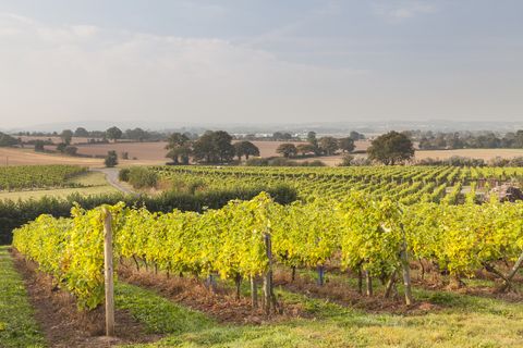 a vineyard at halfpenny green in shropshire