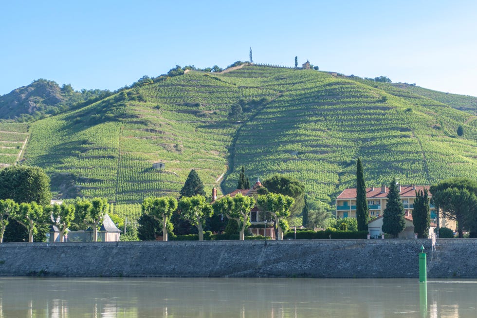 French vineyard