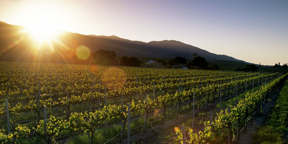 A Vineyard Glows In The Late Afternoon Sunshine, Salinas Valley, California