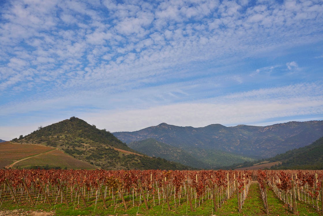 vineyard in chile