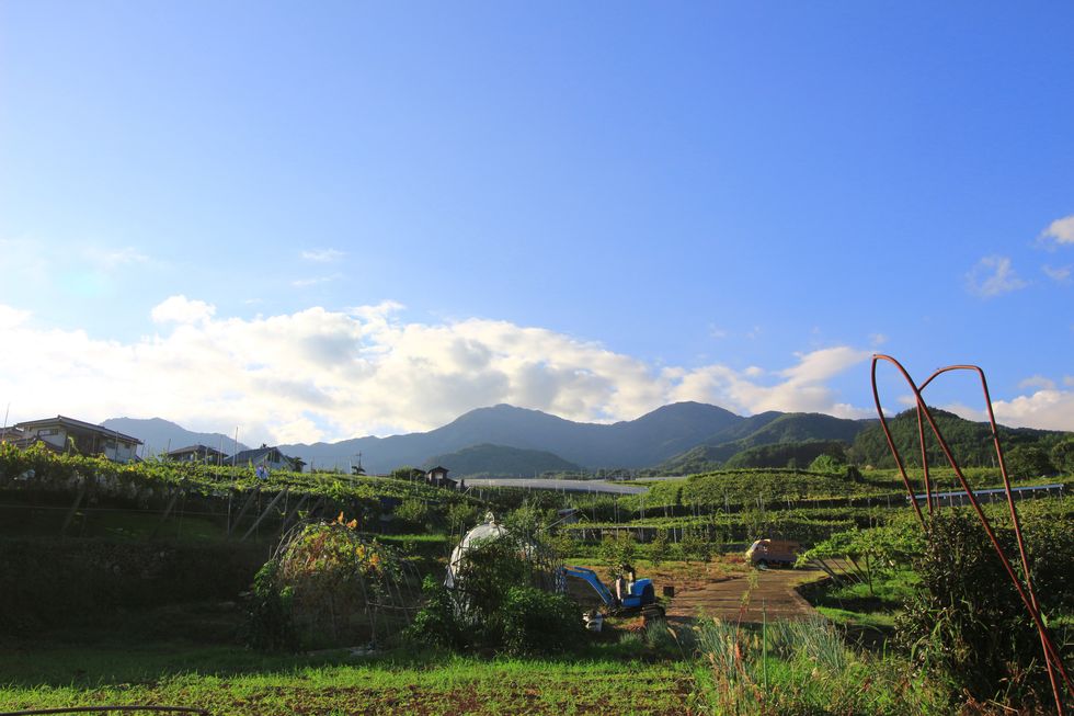vineyard landscape at "kyoho hill" in yamanashi, japan