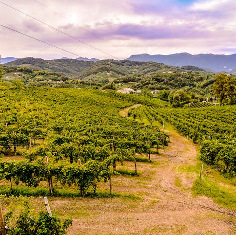 vineyard ready to produce wine