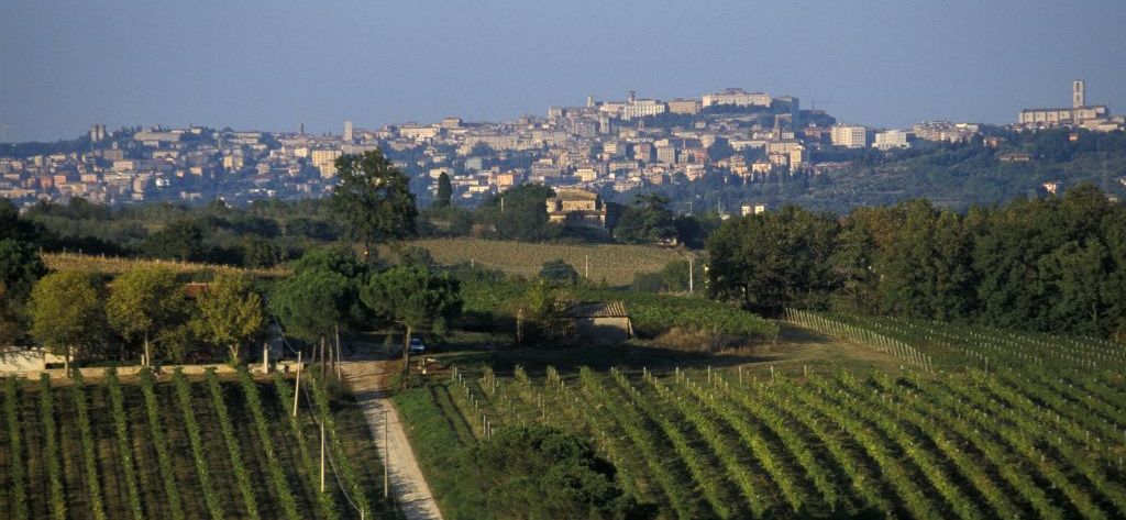vineyard view from pila on the background perugia solomeo umbria italy