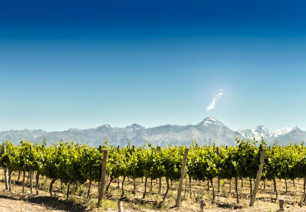 Vineyard with mountains background